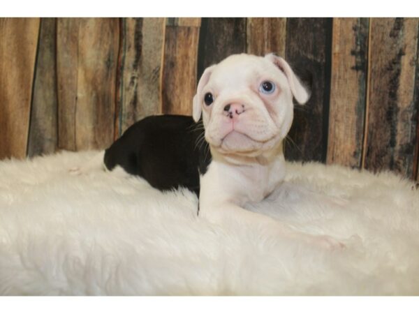 Frenchton DOG Male Black/White 16107 Petland Racine, Wisconsin