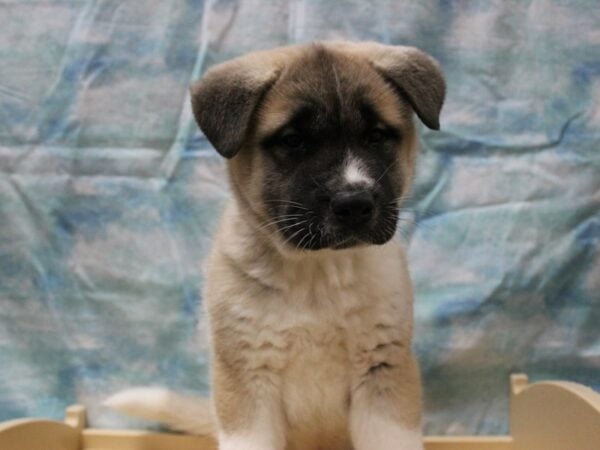 Akita DOG Male Brown / White 25290 Petland Racine, Wisconsin