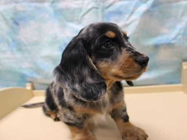 Dachshund-DOG-Male-Silver Dapple-25295-Petland Racine, Wisconsin