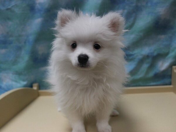 Pomeranian DOG Female White 16080 Petland Racine, Wisconsin