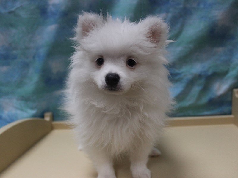 Pomeranian