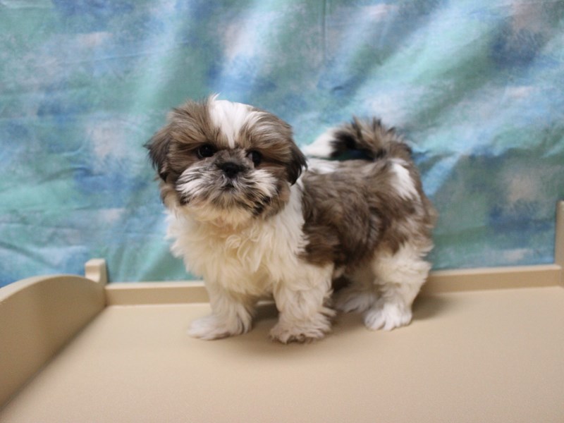 Shih Tzu
