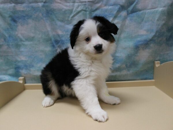 Toy Australian Shepherd DOG Male Black 25291 Petland Racine, Wisconsin