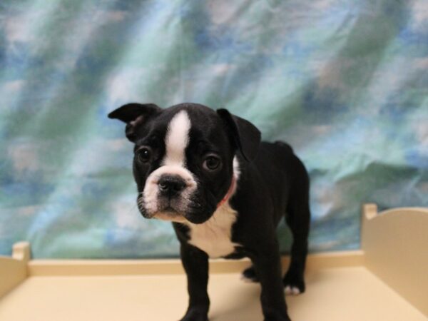 Frenchton DOG Female Black/white 25301 Petland Racine, Wisconsin