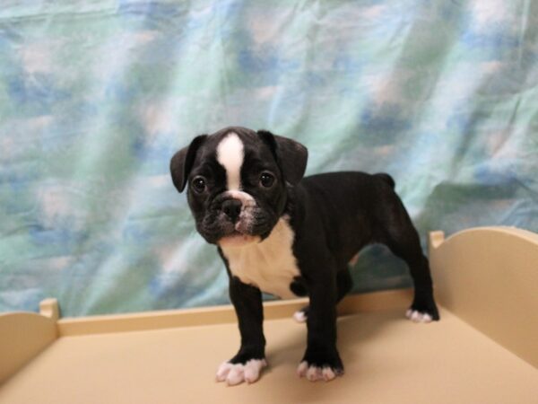 Frenchton DOG Male Black/White 25303 Petland Racine, Wisconsin