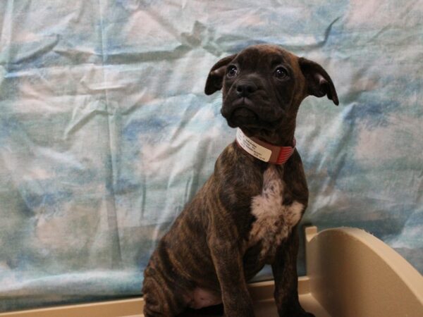 Boxer/Dogue De Bordeaux-DOG-Female-Brindle-25300-Petland Racine, Wisconsin