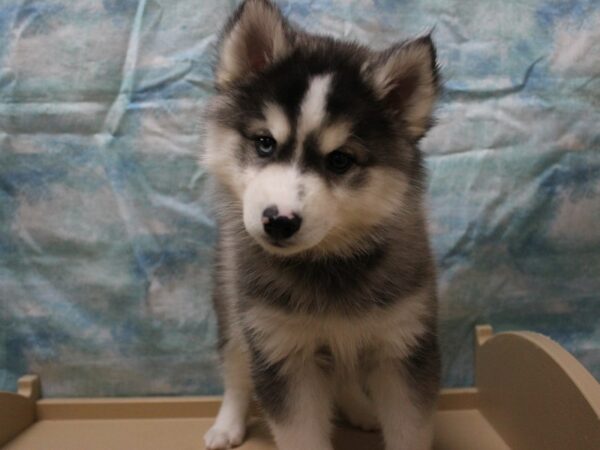 American Eskimo Dog/Siberian Husky-DOG-Male-Black / White-25299-Petland Racine, Wisconsin