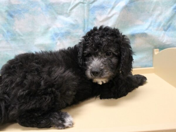 Goldendoodle 2nd Gen-DOG-Male-Black-25293-Petland Racine, Wisconsin