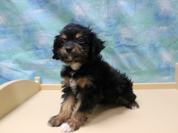 Australian Shepherd/Poodle-DOG-Male-Black Tan / White-25297-Petland Racine, Wisconsin