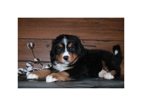 Bernese Mountain Dog-DOG-Male-Black Tan / White-25317-Petland Racine, Wisconsin