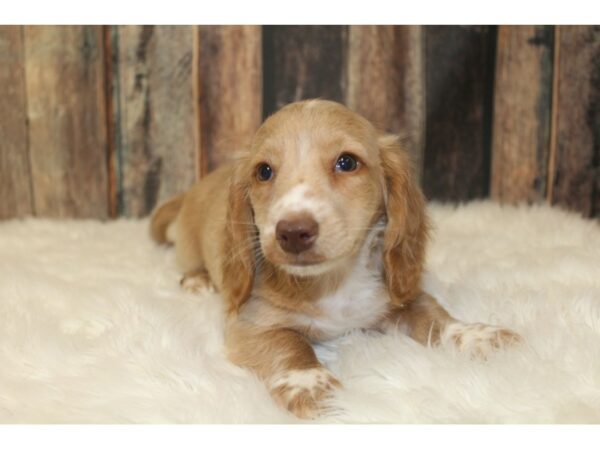Dachshund-DOG-Male-Cream / White-16109-Petland Racine, Wisconsin