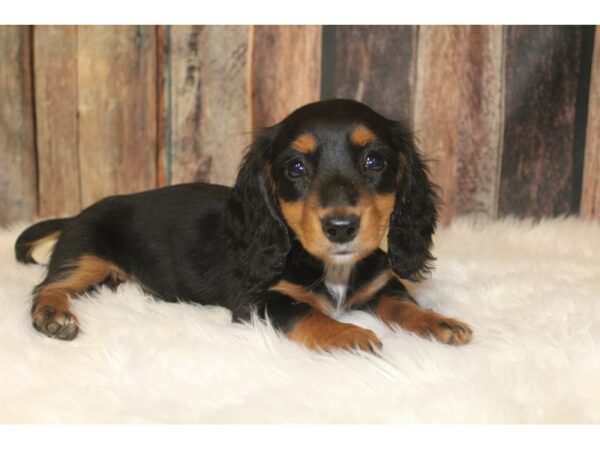Dachshund-DOG-Male-Black / Tan-16112-Petland Racine, Wisconsin