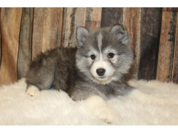 American Eskimo Dog/Siberian Husky-DOG-Female-Gray / White-16113-Petland Racine, Wisconsin