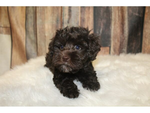 Schnoodle-DOG-Male-Chocolate-16114-Petland Racine, Wisconsin