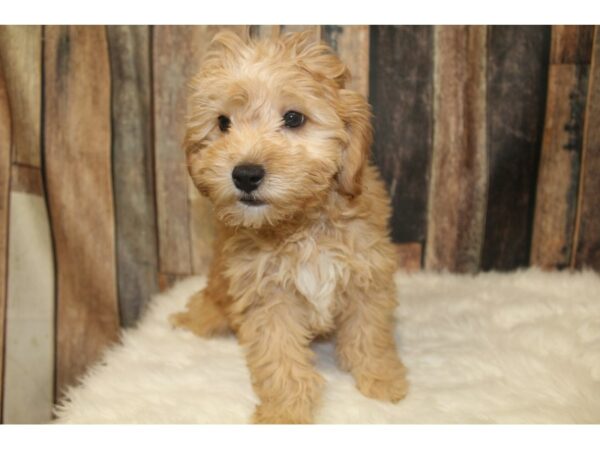 Goldendoodle Mini 2nd Gen-DOG-Male-Buff-16115-Petland Racine, Wisconsin