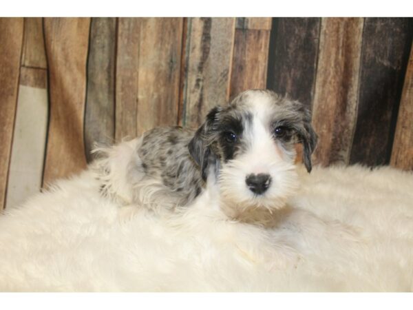 Miniature Schnauzer-DOG-Male-Blue Merle / White-16116-Petland Racine, Wisconsin