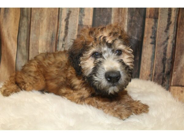 Soft Coated Wheaten Terrier DOG Female Wheaten 16117 Petland Racine, Wisconsin