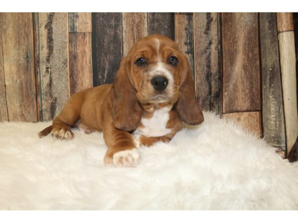 Cocker Spaniel/Basset Hound-DOG-Male-Red / White-16118-Petland Racine, Wisconsin