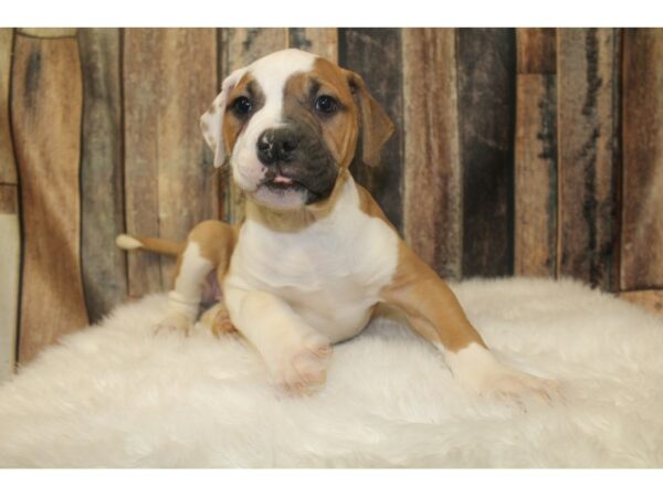 American Bulldog DOG Male Brown/White 16121 Petland Racine, Wisconsin