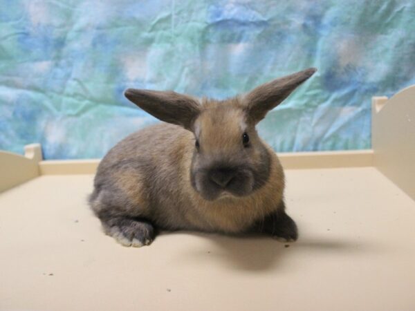 Holland Lop-RABBIT-Male-orange-25335-Petland Racine, Wisconsin
