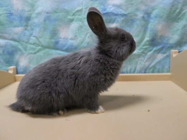 Netherland Dwarf-RABBIT-Male-gray-25336-Petland Racine, Wisconsin