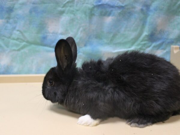 Netherland Dwarf-RABBIT-Male-black-25337-Petland Racine, Wisconsin