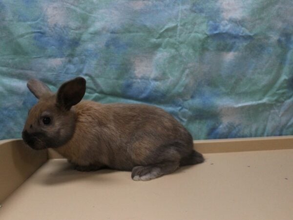Netherland Dwarf-RABBIT-Male-brown-25338-Petland Racine, Wisconsin