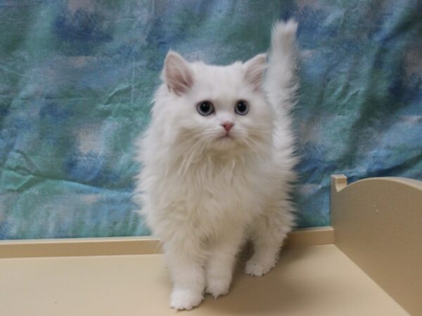 Exotic Shorthair-CAT-Female-White-25311-Petland Racine, Wisconsin