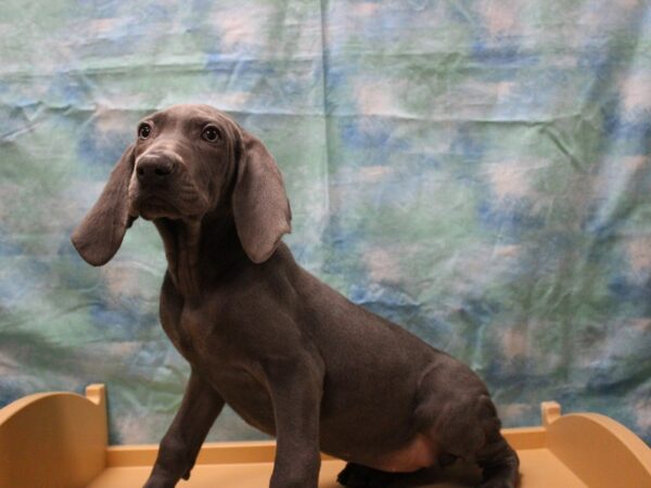 Weimaraner DOG Female Blue 25268 Petland Racine, Wisconsin