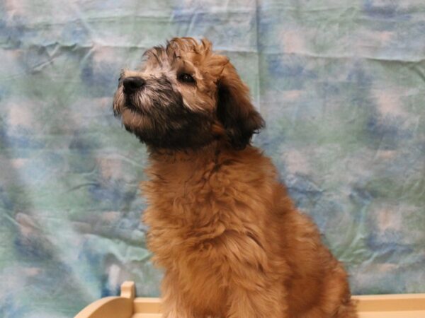 Soft Coated Wheaten Terrier DOG Male Wheaten 25310 Petland Racine, Wisconsin