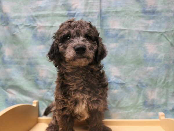 Goldendoodle Mini 2nd Gen-DOG-Male-Blue Merle-25309-Petland Racine, Wisconsin