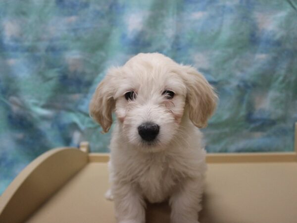 Goldendoodle Mini 2nd Gen-DOG-Female-Cream-25307-Petland Racine, Wisconsin