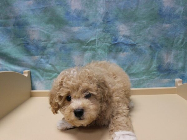 Bichonpoo-DOG-Male-Brown / White-25320-Petland Racine, Wisconsin