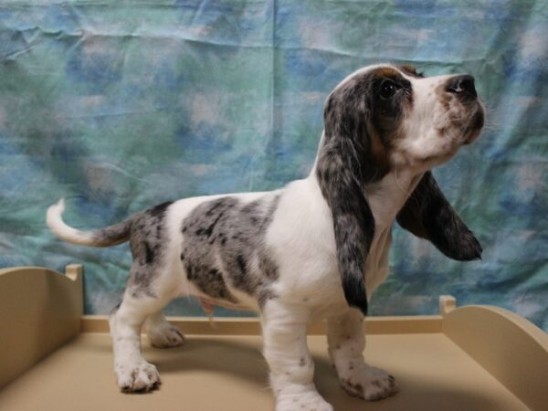 Cocker Spaniel/Basset Hound-DOG-Male-Blue Merle / White-25306-Petland Racine, Wisconsin