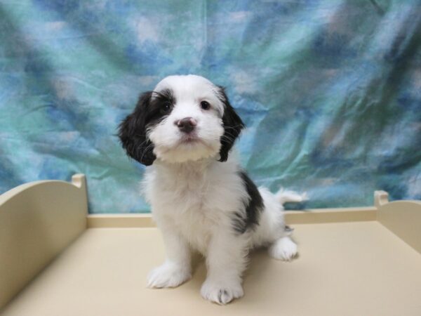 Havanese/Cocker Spaniel-DOG-Male-White-25312-Petland Racine, Wisconsin