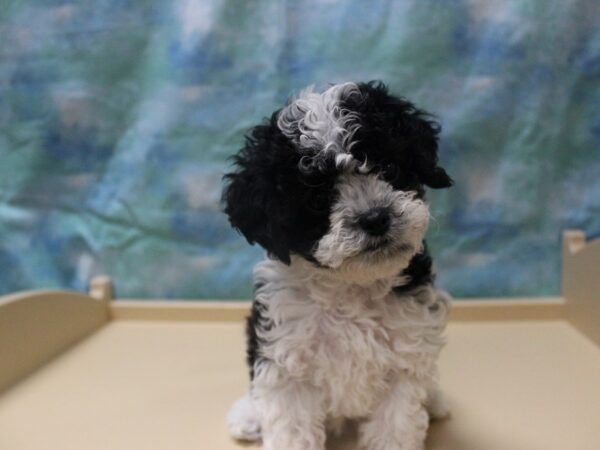 Cavapoo 2nd Gen-DOG-Female-Black / White-25316-Petland Racine, Wisconsin