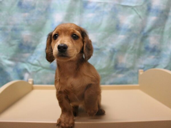 Dachshund-DOG-Male-Red-25313-Petland Racine, Wisconsin