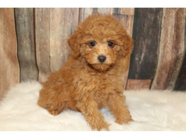 Poodle-DOG-Female-Red-16122-Petland Racine, Wisconsin