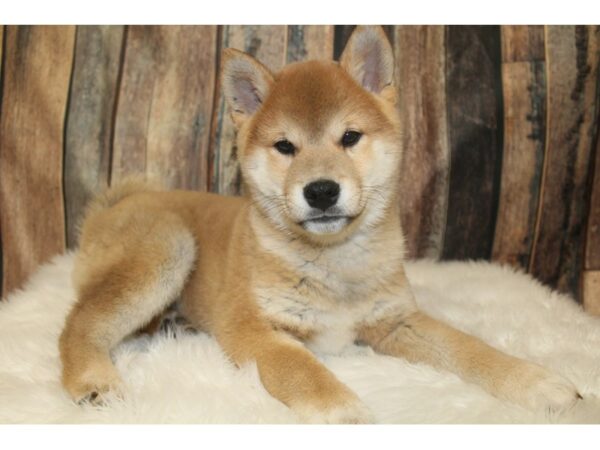 Shiba Inu-DOG-Male-Red-16123-Petland Racine, Wisconsin