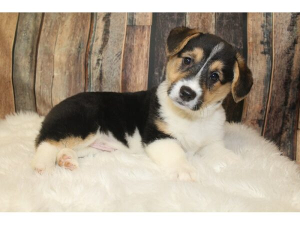 Pembroke Welsh Corgi-DOG-Male-Tri-Colored-16125-Petland Racine, Wisconsin