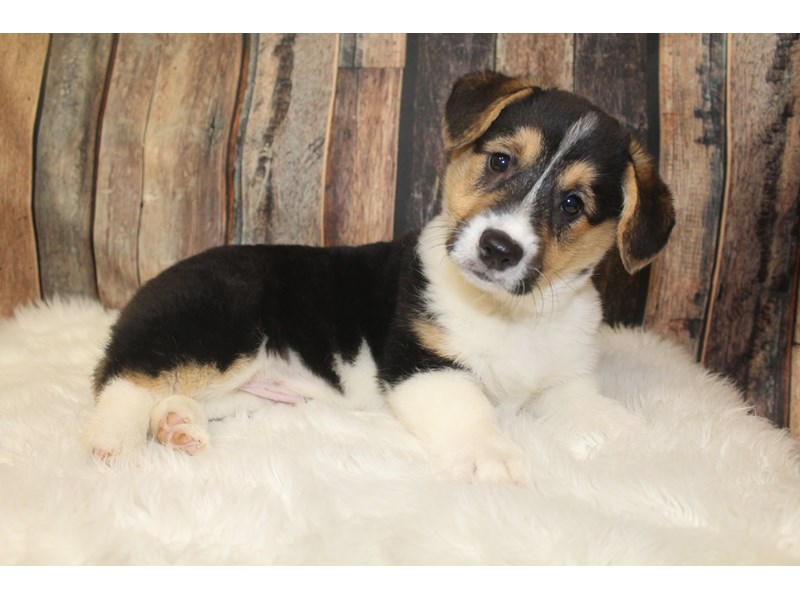 Pembroke Welsh Corgi