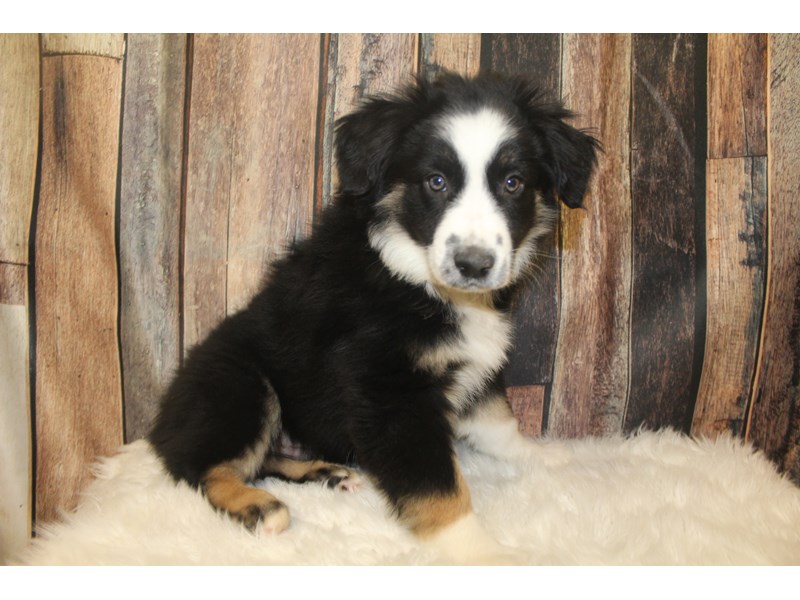 Australian Shepherd