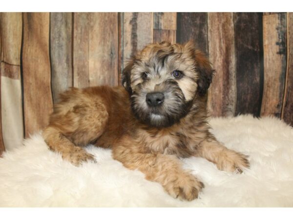 Soft Coated Wheaten Terrier-DOG-Female-Wheaten-16127-Petland Racine, Wisconsin