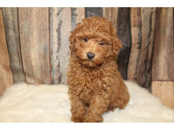 Poodle-DOG-Male-Red-16128-Petland Racine, Wisconsin