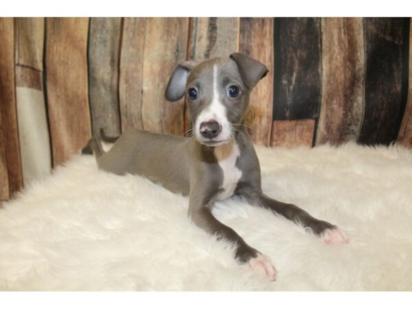 Italian Greyhound DOG Male Blue/White 16130 Petland Racine, Wisconsin