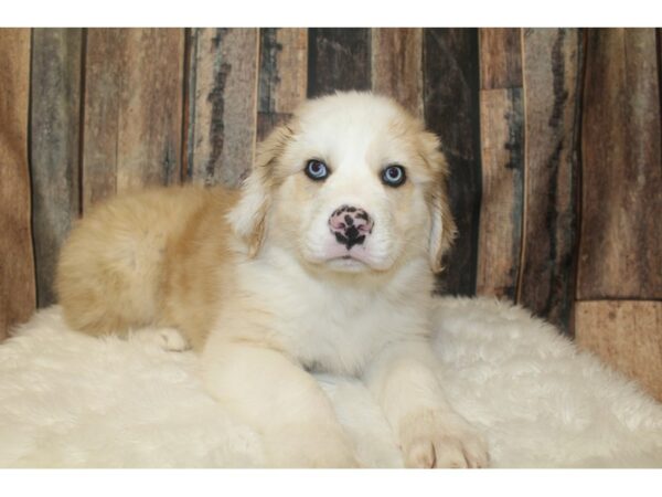 Australian Shepherd-DOG-Male-Light Red Merle-16131-Petland Racine, Wisconsin