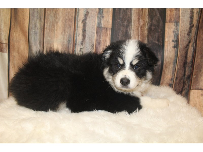 Australian Shepherd