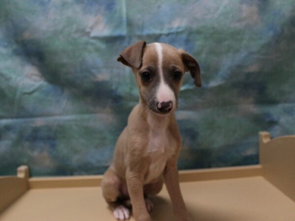 Italian Greyhound DOG Male Tan/White 25352 Petland Racine, Wisconsin