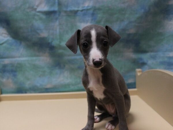 Italian Greyhound DOG Female Blue/White 25353 Petland Racine, Wisconsin