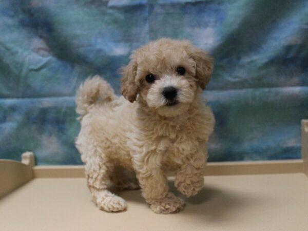 Cavapootese-DOG-Male-APCT-25361-Petland Racine, Wisconsin